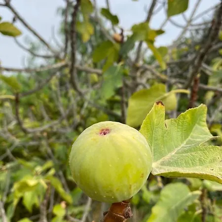 Eco Alfarrobas Com Piscina