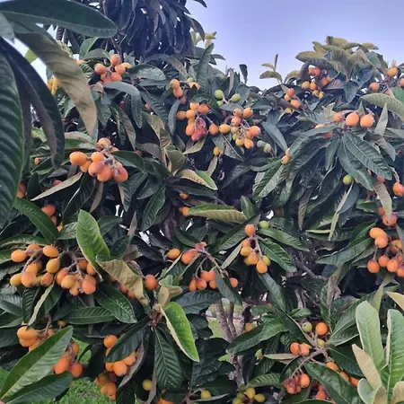 Eco Alfarrobas Com Piscina ラグジュアリーテント アルゴス